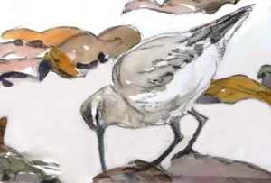 dunlin